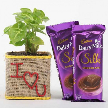 Syngonium Plant With Dairy Milk Silk Chocolates