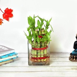 Lucky Bamboo N Anniversary Cake