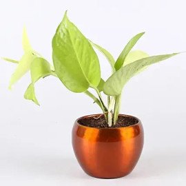 Money Plant Metal Pot & Pink Dhoti Ganesha Idol
