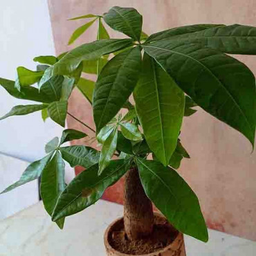 Pachira Indoor Bonsai Plant