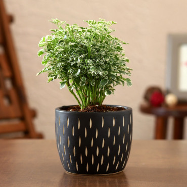 Araliya Plant In Black Carved Planter