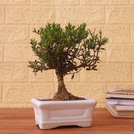 Beautiful Bonsai Plant