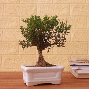 Beautiful Bonsai Plant