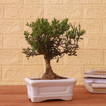 Beautiful Bonsai Plant