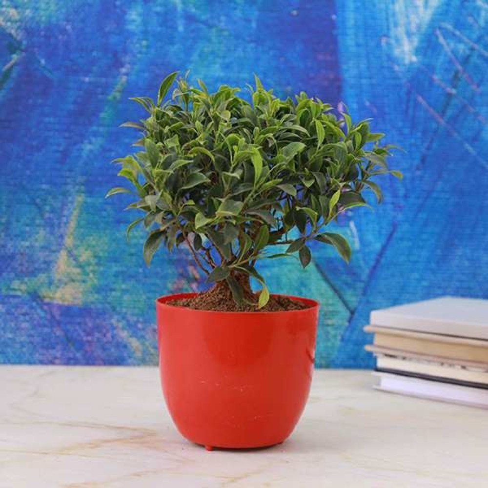 Boxwood Bonsai Plant