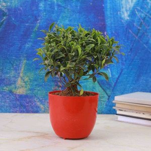 Boxwood Bonsai Plant