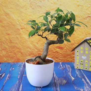 S-shaped Bonsai Plant