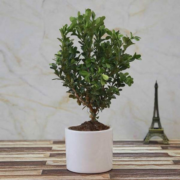 Boxwood Bonsai Corner Décor