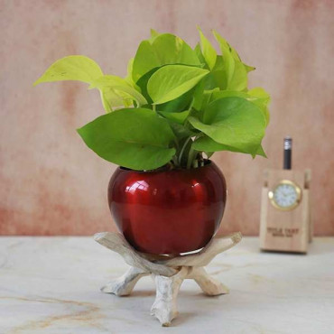 Money Plant in Orchid Vase