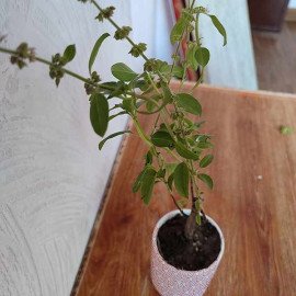 Tulsi Plant 