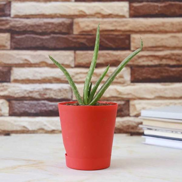 Aloe Vera Medicinal Plant