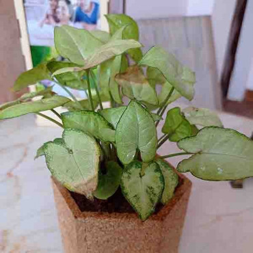 Syngonium Air Purifier Plant