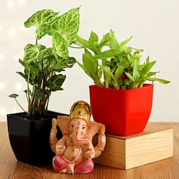 Bamboo & Syngonium Plant With Ganesha Idol