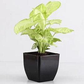 Bamboo & Syngonium Plant With Ganesha Idol