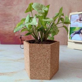 Syngonium Air Purifier Plant