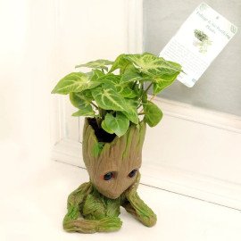 Groot Syngonium Plant