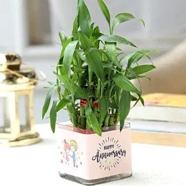Two Layer Bamboo Plant Anniversary Greetings