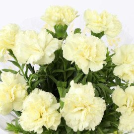 10 Lively Yellow Carnations Bouquet