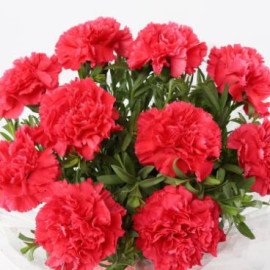 10 Passionate Pink Carnations Bouquet