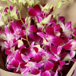 10 Royal Orchids Bunch