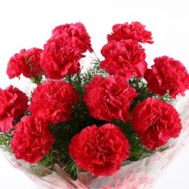 12 Glorious Pink Carnations Bouquet