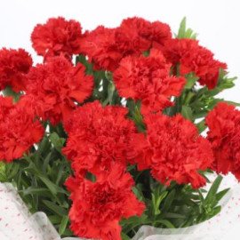 12 Glorious Red Carnations Bouquet