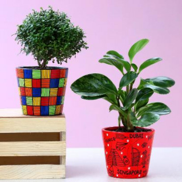 2 Green Refreshing Plants In Handpainted Ceramic Pots