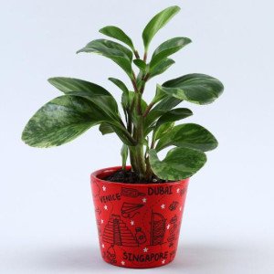 2 Green Refreshing Plants In Handpainted Ceramic P..