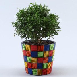 2 Green Refreshing Plants In Handpainted Ceramic Pots