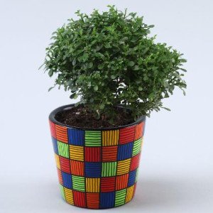 2 Green Refreshing Plants In Handpainted Ceramic P..
