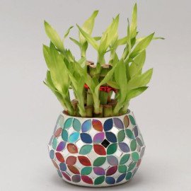 2 Layer Bamboo In Multicolour Diamond Votive
