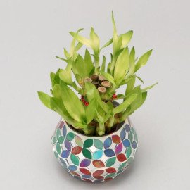 2 Layer Bamboo In Multicolour Diamond Votive