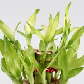 2 Layer Bamboo In Multicolour Diamond Votive