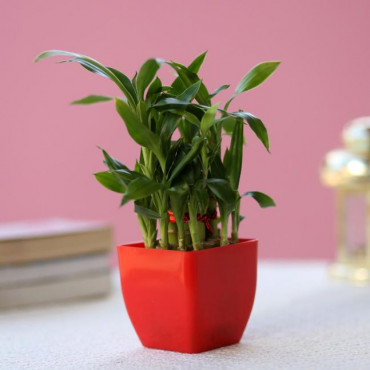 2 Layer Bamboo In Red Pot