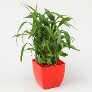 2 Layer Bamboo In Red Pot