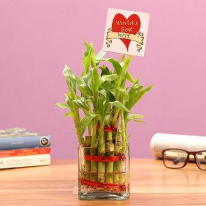 2 Layer Best Bamboo Plant 