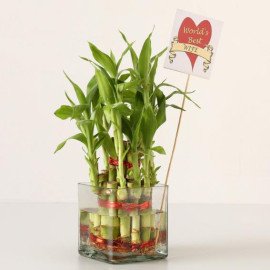 2 Layer Best Bamboo Plant 