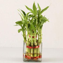 2 Layer Best Bamboo Plant 
