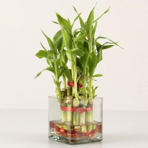2 Layer Best Bamboo Plant 