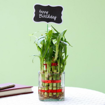 2 Layer Bamboo Plant For Happy Birthday