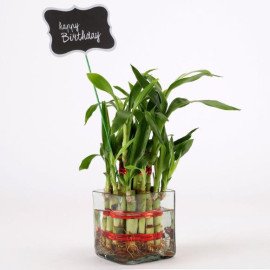 2 Layer Bamboo Plant For Happy Birthday