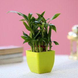 2 Layer Bamboo Plant In Green Melamine Pot
