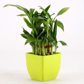 2 Layer Bamboo Plant In Green Melamine Pot