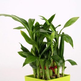 2 Layer Bamboo Plant In Green Melamine Pot