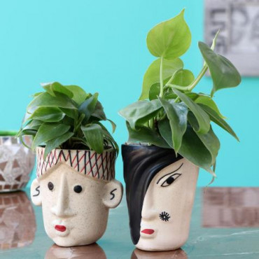 2 Oxycardium Plants In Human Face Ceramic Pots