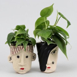 2 Oxycardium Plants In Human Face Ceramic Pots
