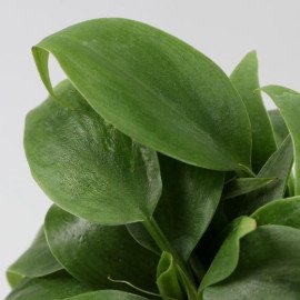 2 Oxycardium Plants In Human Face Ceramic Pots