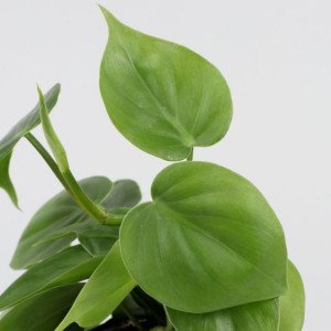 2 Oxycardium Plants In Human Face Ceramic Pots
