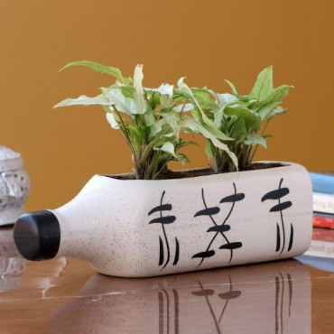 2 Syngonium Plants In White Bottle Ceramic Pot