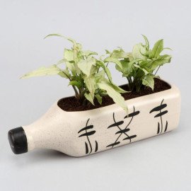 2 Syngonium Plants In White Bottle Ceramic Pot